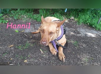 Hanni1 geb. 10/2021 (in Deutschland ) - Labrador-Border-Collie Mix Hündin, ein Sonnenschein