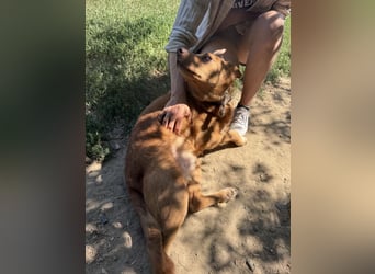 Jack - ein ganz besonderer Schatz braucht genau dich