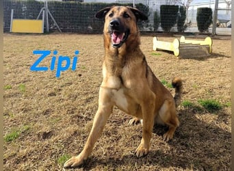 Zipi geb. 09/2021 (in Deutschland) - aufgeschlossener, verspielter und intelligenter Labrador Mix!