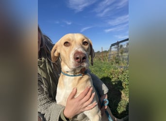 Joska - tollster Kerl auf 3 Beinen