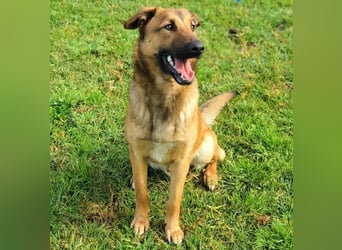 Zipi geb. 09/2021 (in Deutschland) - aufgeschlossener, verspielter und intelligenter Labrador Mix!