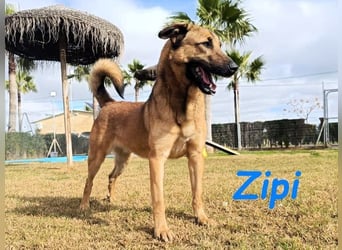 Zipi geb. 09/2021 (in Deutschland) - aufgeschlossener, verspielter und intelligenter Labrador Mix!