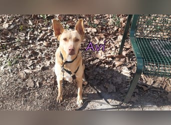 Avi geb. 10/2021 (DE) - unkomplizierte, soziale und liebe Border Collie-Labrador-Mix Hündin!