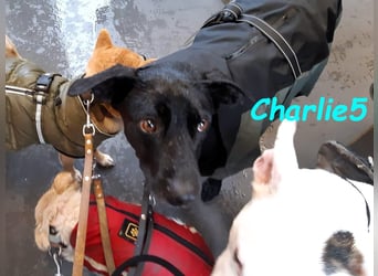 Charlie5 10/2021 (in Deutschland) - verspielter & neugieriger Labrador-Border-Collie-Mix!
