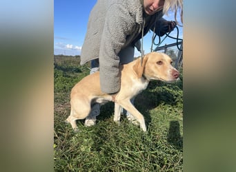 Joska - tollster Kerl auf 3 Beinen