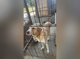 Joska - tollster Kerl auf 3 Beinen