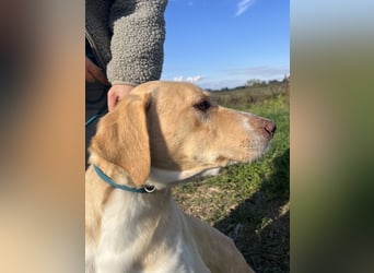 Joska - tollster Kerl auf 3 Beinen