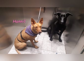 Hanni1 geb. 10/2021 (in Deutschland ) - Labrador-Border-Collie Mix Hündin, ein Sonnenschein