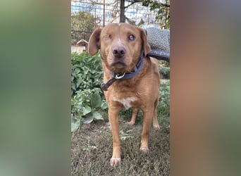 Jack - ein ganz besonderer Schatz braucht genau dich