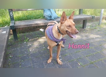 Hanni1 geb. 10/2021 (in Deutschland ) - Labrador-Border-Collie Mix Hündin, ein Sonnenschein