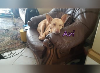 Avi geb. 10/2021 (DE) - unkomplizierte, soziale und liebe Border Collie-Labrador-Mix Hündin!