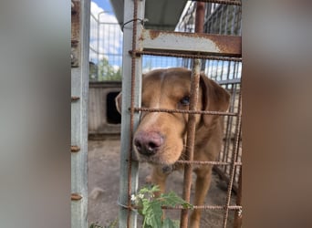 Jack - ein ganz besonderer Schatz braucht genau dich