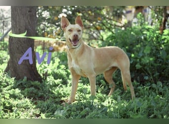 Avi geb. 10/2021 (DE) - unkomplizierte, soziale und liebe Border Collie-Labrador-Mix Hündin!