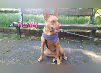 Hanni1 geb. 10/2021 (in Deutschland ) - Labrador-Border-Collie Mix Hündin, ein Sonnenschein