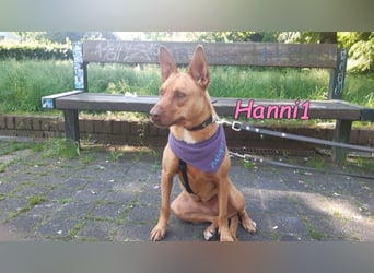 Hanni1 geb. 10/2021 (in Deutschland ) - Labrador-Border-Collie Mix Hündin, ein Sonnenschein