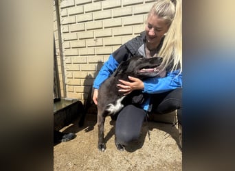 Lea sucht Spielgefährte