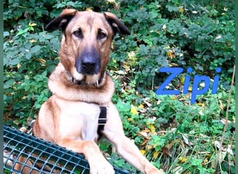 Zipi geb. 09/2021 (in Deutschland) - aufgeschlossener, verspielter und intelligenter Labrador Mix!