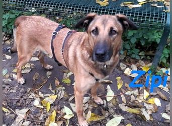 Zipi geb. 09/2021 (in Deutschland) - aufgeschlossener, verspielter und intelligenter Labrador Mix!