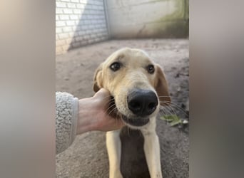 Vezér sucht Mutmacher