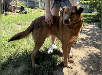 Jack - toller Kerl mit großem Herz