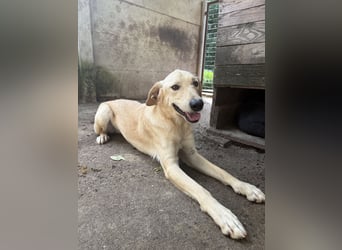 Vezér sucht Mutmacher
