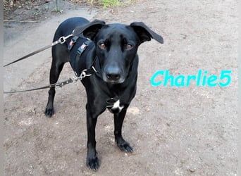 Charlie5 10/2021 (in Deutschland) - verspielter & neugieriger Labrador-Border-Collie-Mix!