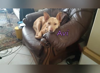 Avi geb. 10/2021 (DE) - unkomplizierte, soziale und liebe Border Collie-Labrador-Mix Hündin!