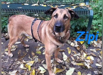 Zipi geb. 09/2021 (in Deutschland) - aufgeschlossener, verspielter und intelligenter Labrador Mix!