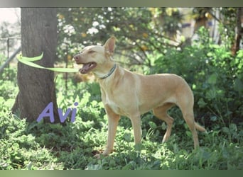 Avi geb. 10/2021 (DE) - unkomplizierte, soziale und liebe Border Collie-Labrador-Mix Hündin!