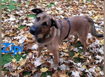 Zipi geb. 09/2021 (in Deutschland) - aufgeschlossener, verspielter und intelligenter Labrador Mix!