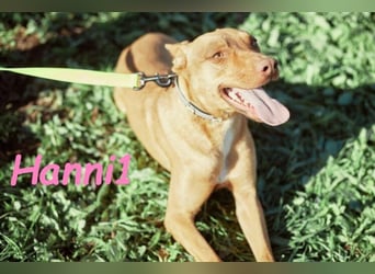 Hanni1 geb. 10/2021 (in Deutschland ) - Labrador-Border-Collie Mix Hündin, ein Sonnenschein