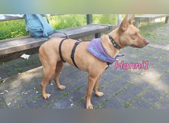 Hanni1 geb. 10/2021 (in Deutschland ) - Labrador-Border-Collie Mix Hündin, ein Sonnenschein
