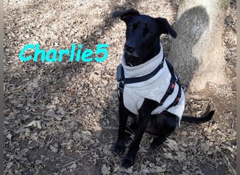 Charlie5 10/2021 (in Deutschland) - verspielter & neugieriger Labrador-Border-Collie-Mix!
