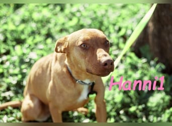 Hanni1 geb. 10/2021 (in Deutschland ) - Labrador-Border-Collie Mix Hündin, ein Sonnenschein
