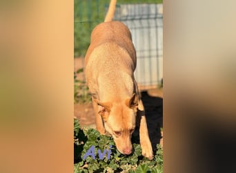 Avi geb. 10/2021 (DE) - unkomplizierte, soziale und liebe Border Collie-Labrador-Mix Hündin!
