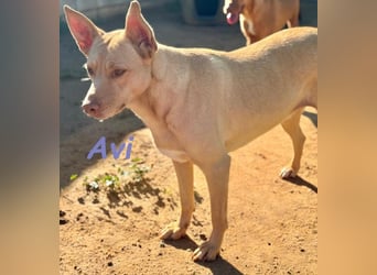 Avi geb. 10/2021 (DE) - unkomplizierte, soziale und liebe Border Collie-Labrador-Mix Hündin!