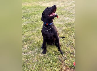 Wunderschönen Weimaraner Labrador Mix