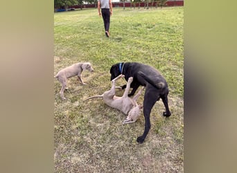 Wunderschönen Weimaraner Labrador Mix