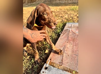 Wunderschönen Weimaraner Labrador Mix