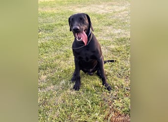 Wunderschönen Weimaraner Labrador Mix
