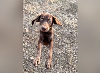 Wunderschönen Weimaraner Labrador Mix