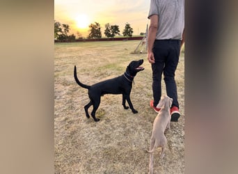 Wunderschönen Weimaraner Labrador Mix