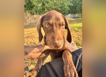 Wunderschönen Weimaraner Labrador Mix