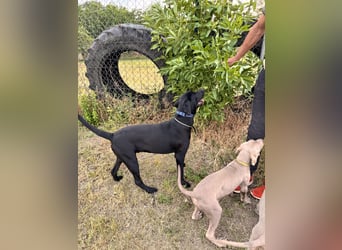 Wunderschönen Weimaraner Labrador Mix