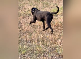 Wunderschönen Weimaraner Labrador Mix