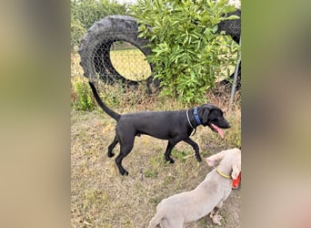 Wunderschönen Weimaraner Labrador Mix