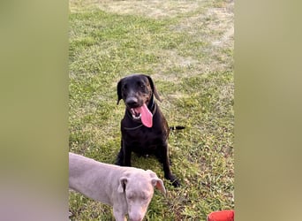 Wunderschönen Weimaraner Labrador Mix