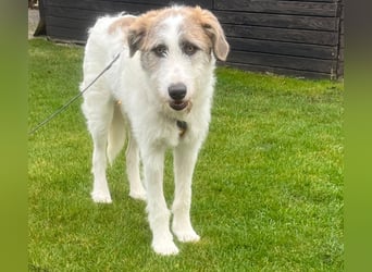 Anton: toller Familienhund und Begleiter