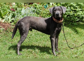 La Pauli - verspielter, neugieriger junger Familienhund - Tierhilfe Franken e.V.