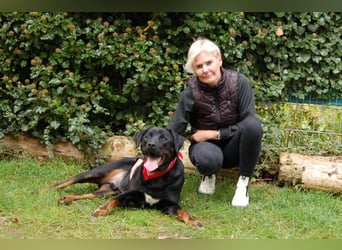 Chopper - sucht aktive Menschen - Tierhilfe Franken e.V.